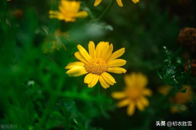 迎接农历九月，谈谈九月，菊花与重阳节