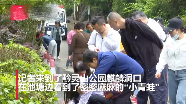 贵阳：景点马路上遍布小青蛙，现实版“旅游青蛙”预警什么？