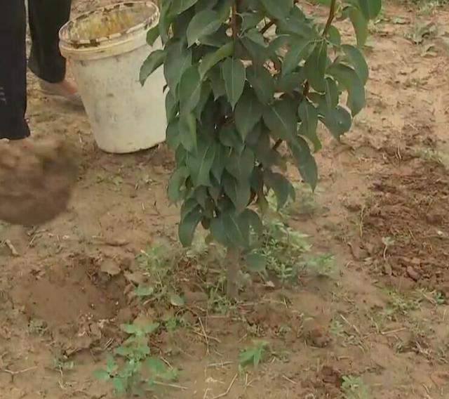 梨树专业种植户这样栽植管理幼树，想要梨优质高产，不可不学习啊