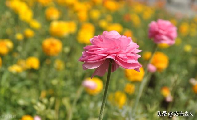 花毛茛开花后怎么养 花毛茛养殖方法总结