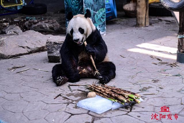 沈阳森林动物园夏日防暑有凉方