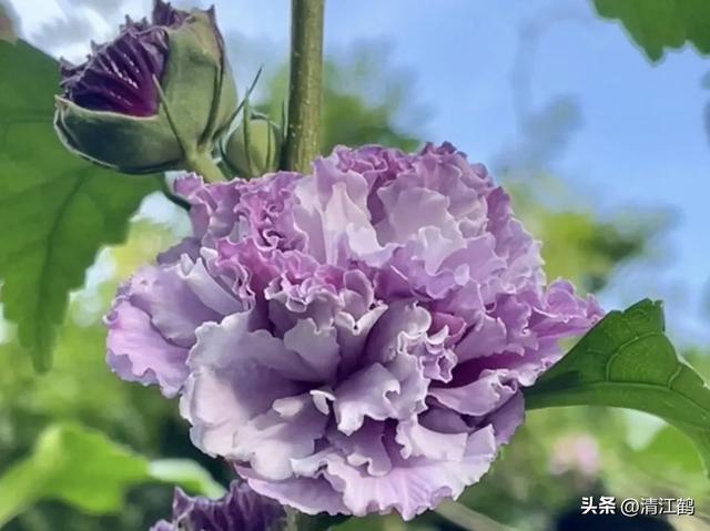 人称“无穷花”朝开暮落，好看易栽培，七步骤搞定扦插繁殖育苗