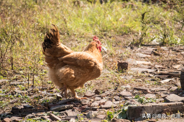 肉鸡养殖场的主要设备有哪些