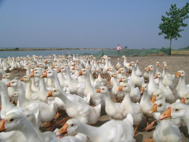 养鹅最佳的季节是什么时候？重点注意的饲养管理事项有哪些？