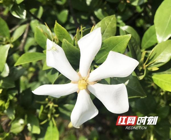 耒阳2000亩栀子花开满山头 产业扶贫浸花香