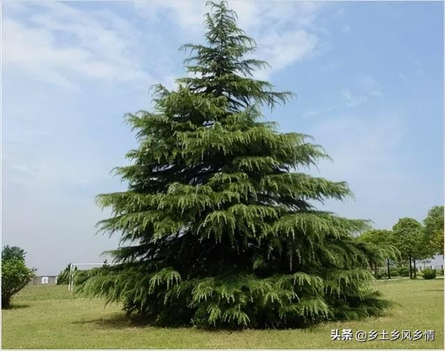 雪松栽植五点禁忌