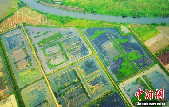 航拍江西仙女湖稻虾养殖基地 似春日田园画卷