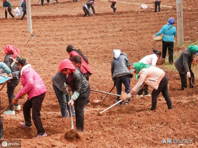 鱼腥草的高产种植方法和实用技术