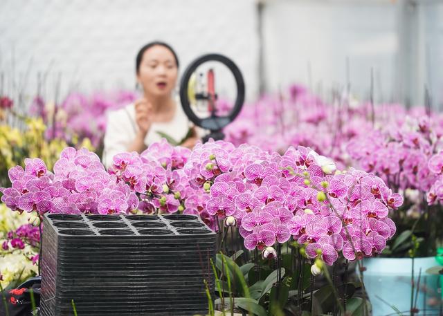 （经济）江苏宿迁：蝴蝶兰开出“致富花”