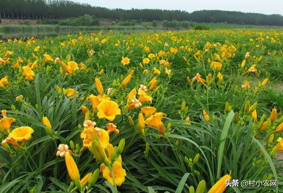 2020年种菜就种黄花菜，市场需求大、晒干就能卖，高产你会种吗？