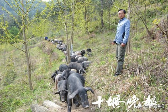 狼狗“放牧”，山林散养“跑山猪” 十堰男子年入200多万