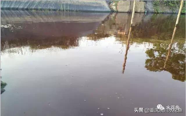 养殖水体“水锈”形成的原因和防控的探讨