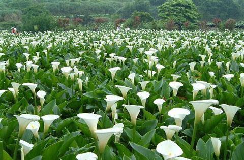 农民种植马蹄高产技术，田间管理很重要，这几个办法提高丰收