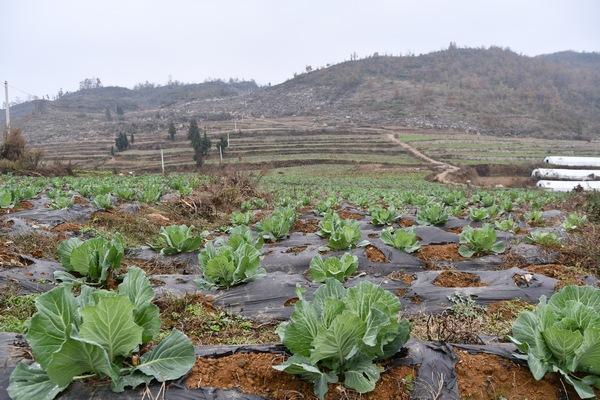 贵州织金：土地轮作助农增收