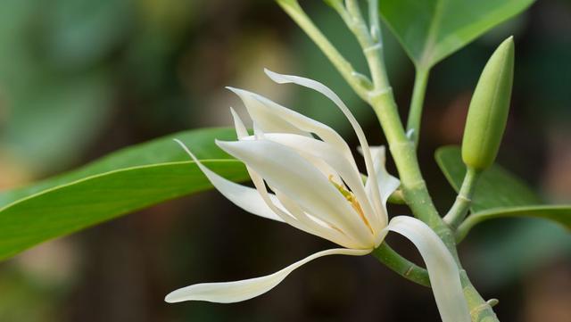 白兰花栽培管理方法