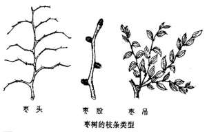 枣子树种植几年挂果(枣树栽培技术 枣的生长结果习性)