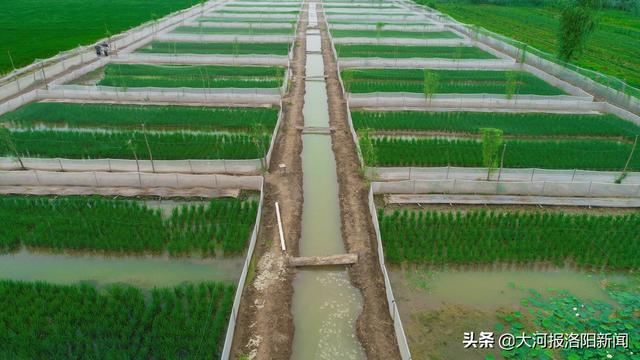 河南：洛阳农村父子齐上阵，稻花香里收获蛙声阵阵