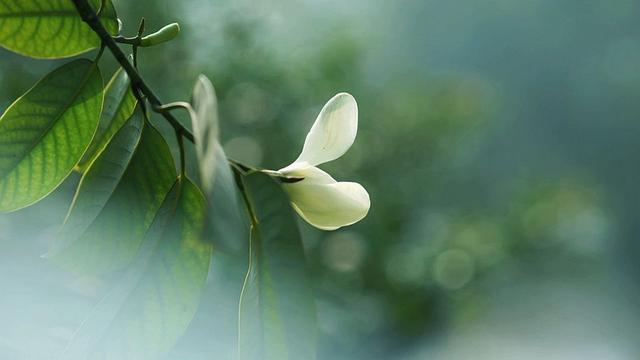 春天里花香浓郁的醉香含笑花