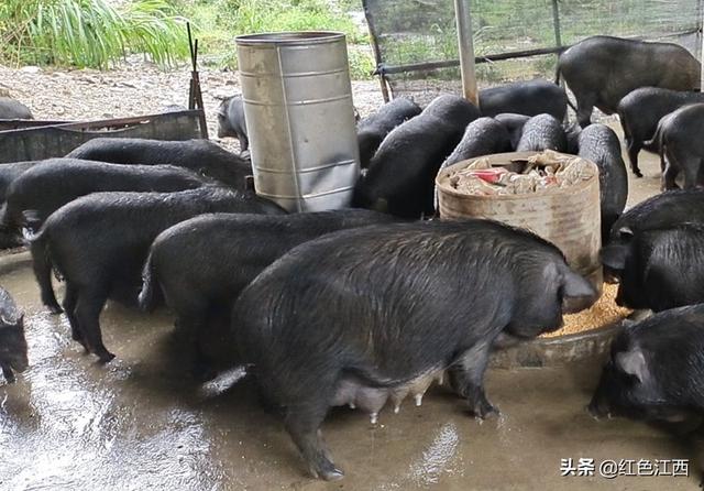 面向高端人群，实行认养消费 瑞昌市乐园乡藏香猪养殖助力乡村振兴