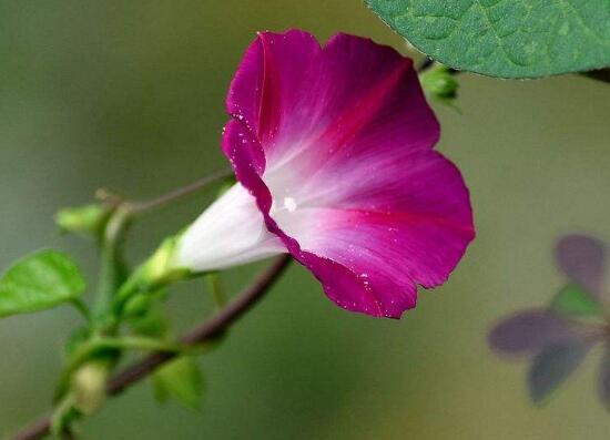 牵牛花怎么养，牵牛花养殖方法