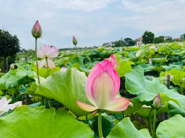 望城茶亭这条夏日采摘赏花线路推荐给你！让你玩个够~