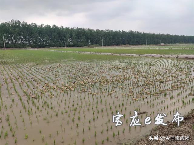 除草、灭虫、培肥、松土，宝应氾水万只苗鸭上演田间管理大戏