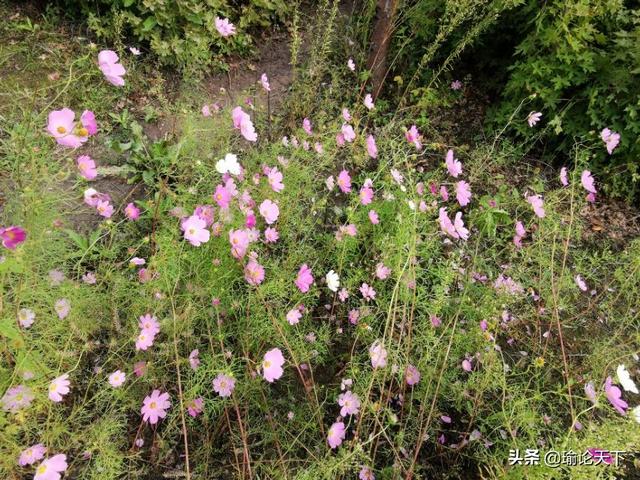 花草吟系列之《扫帚梅》