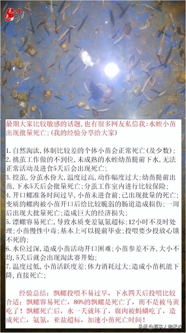 蚂蟥1斤1600，为何贵？我曾养殖一年，亏了11万，刷新对这行认知