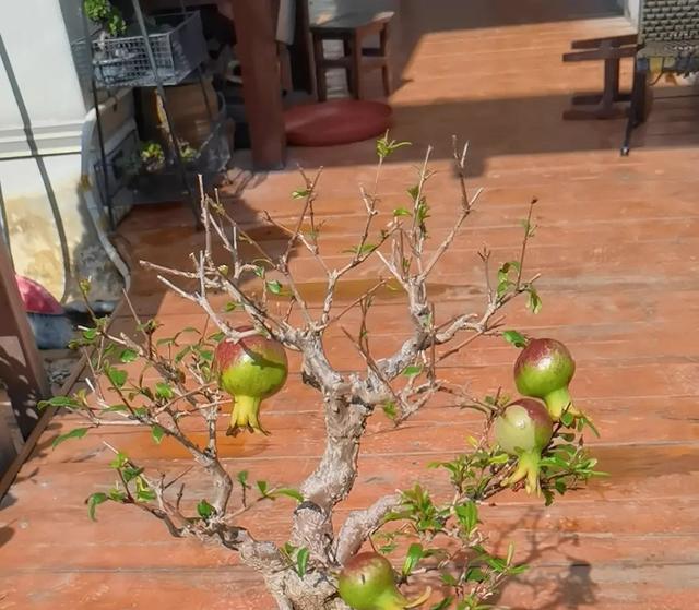 阳台种植石榴的4个技巧，观花观果，变漂亮盆景，年年旺盛很喜庆