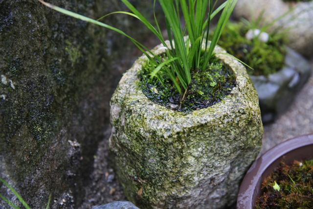 端午节话菖蒲，剃头修根剪叶片，新叶芽青翠欲滴、生机盎然