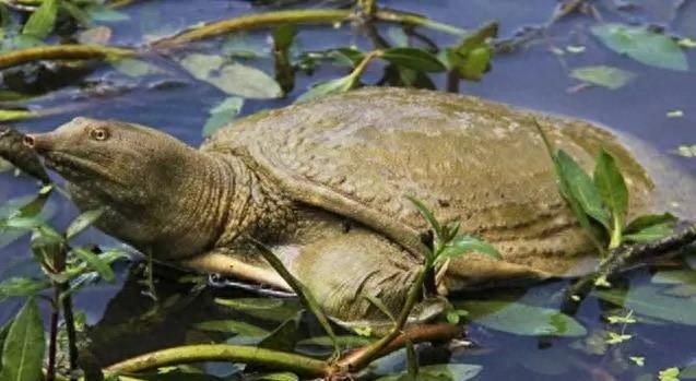 山瑞鳖的生物学特性及人工养殖技术