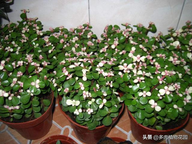 植物的“皇家贵族”，养护起来却像乞丐