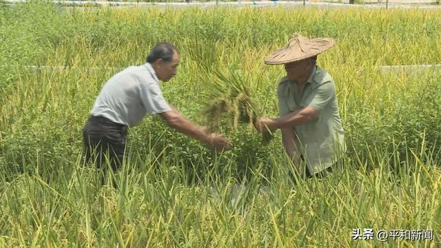 「生态环境保护」芦溪：稻蛙种养喜共生 一田多用促增收