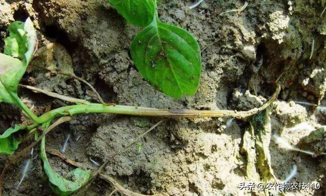 苋菜种植要想产量高，你就得这么干？（内附高产栽培技术要点）