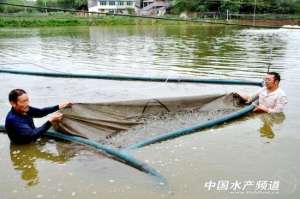 家里养殖泥鳅(返乡养泥鳅，水中捞“黄金”)