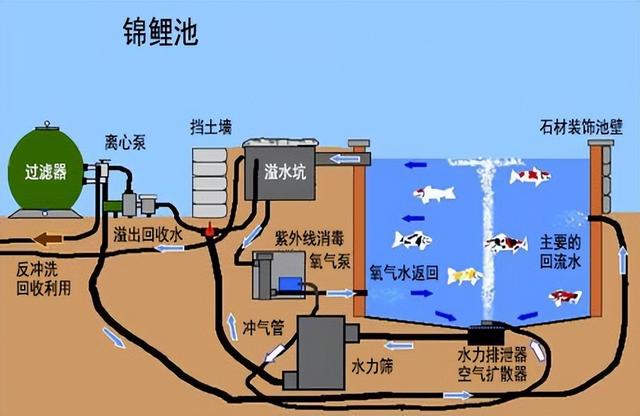 锦鲤池施工方法：如何在后院建一个锦鲤池？