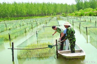 三个月时间，养殖黄鳝收入10万