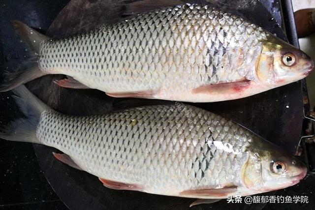 土鲮鱼最喜欢吃什么味型的食物？土鲮鱼的觅食习性和垂钓技巧