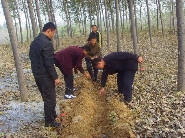 河南男子捉金蝉，日入近千元，背后是“暗流涌动”的金蝉养殖市场