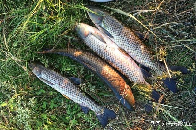 野钓草鱼，自制饵料配方汇总，最后这种是“神器”