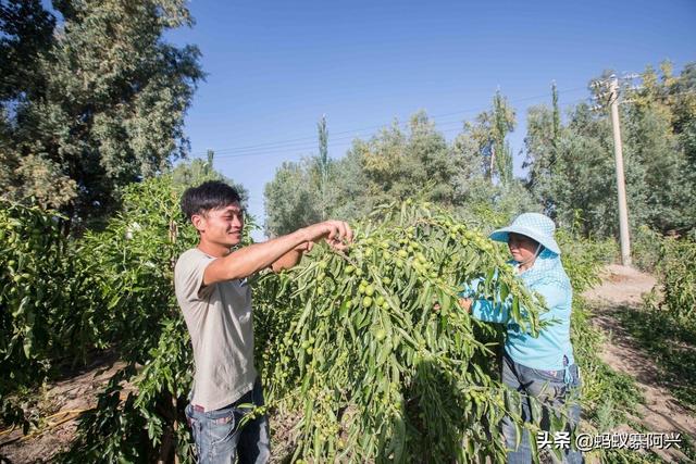 央视的这套节目，到底是致富经还是“致负经”？为啥农民一试就赔