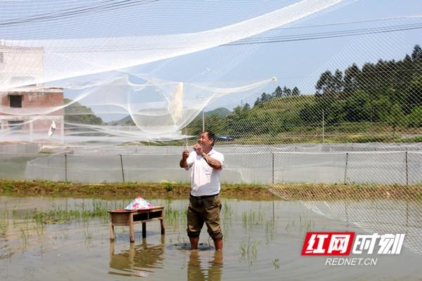 新田：村民“抱团”回乡创业养殖青蛙