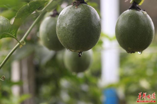 果蔬种植成增收“百香果” 双牌廖家村变乡村旅游“打卡地”