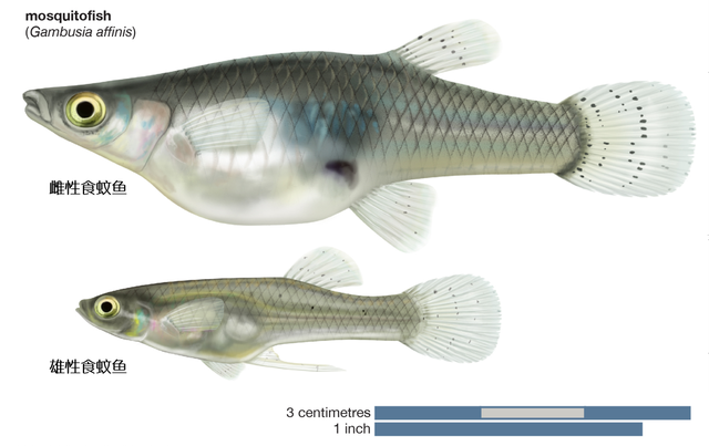不怕低温！北美食蚊鱼侵入黄河，50天可繁殖1代，会泛滥吗？