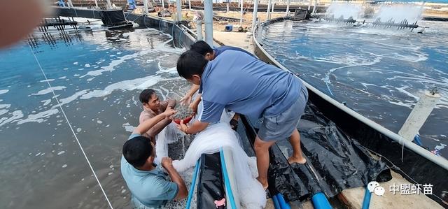 生物絮团养虾，难度太大？他另辟蹊径，采用半生物絮团取得大成功