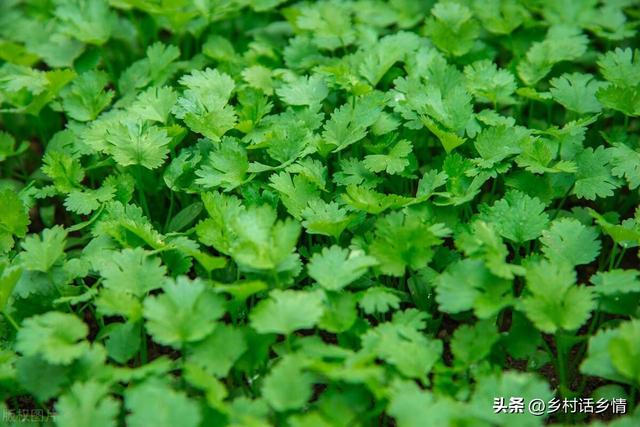 雪里红、芥菜和香菜什么时候种植？如何种植和管理？怎样才能高产