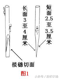 嫁接（爱好花卉果树苗木必懂知识）