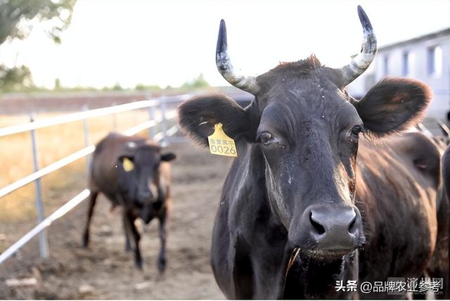 养猪发家的得利斯，为啥盯上了肉牛？