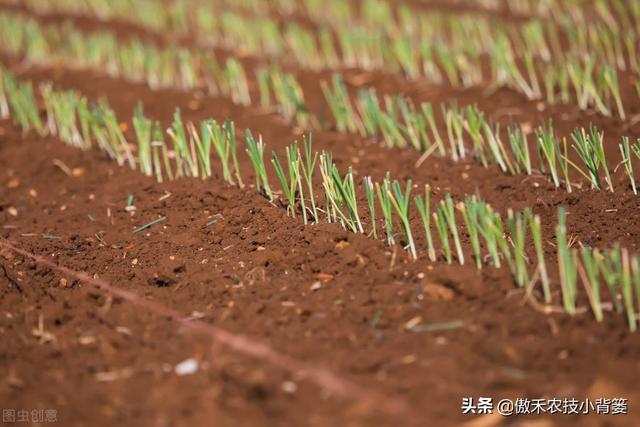 韭菜种植几年后需要重栽？播种和移栽哪种方法好？韭菜啥时间种？