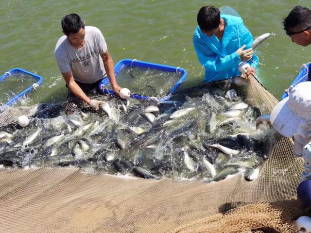 鲈鱼、草鱼、鲢鱼…大河正在建总面积200余亩的养鱼基地！